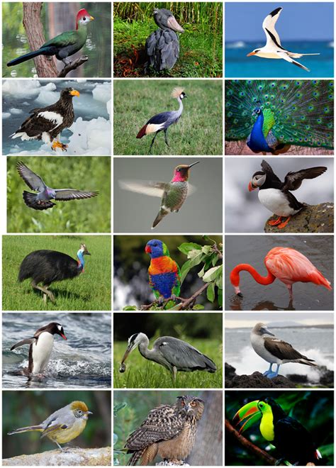 Las 15 especies de aves más populares de América del Norte ...