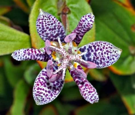 Las 15 flores más exóticas del mundo | Bioguia