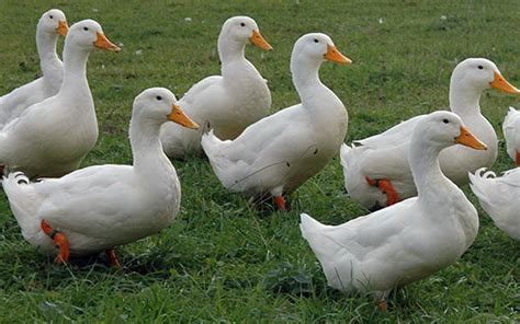 Las 17 mejores razas de patos para la crianza casera: blanco, negro ...