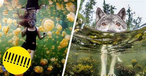 Las 20 Imágenes más Espectaculares de National Geographic de este Año