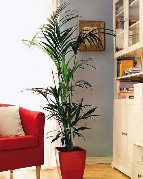 Las 20 plantas de interior más resistentes | Plantas de ...
