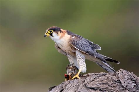 Las 21 aves en peligro de extinción en España
