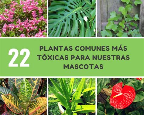 Las 22 plantas comunes más tóxicas para nuestras mascotas ...