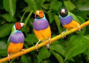 Las 25 aves coloridas más hermosas de TODO el mundo