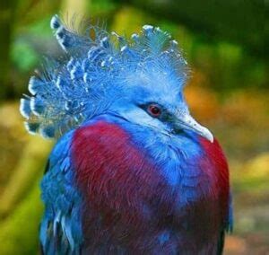 Las 25 aves coloridas más hermosas de TODO el mundo