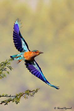 Las 37 mejores imágenes de aves volando | Aves volando ...