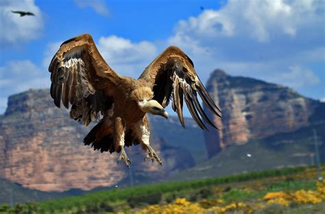 LAS 4 GRANDES AVES MÁS PODEROSAS DEL PIRINEO ARAGONÉS ...