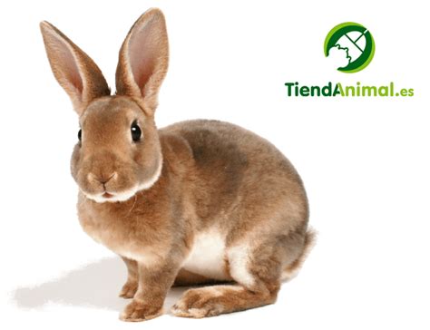 Las 4 Mejores Tiendas de Animales Online ⇒ 【↓Guía↓】