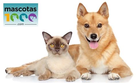 Las 4 Mejores Tiendas de Animales Online ⇒ 【↓Guía↓】