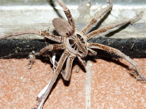 Las 5 arañas más peligrosas de España y cómo identificarlas