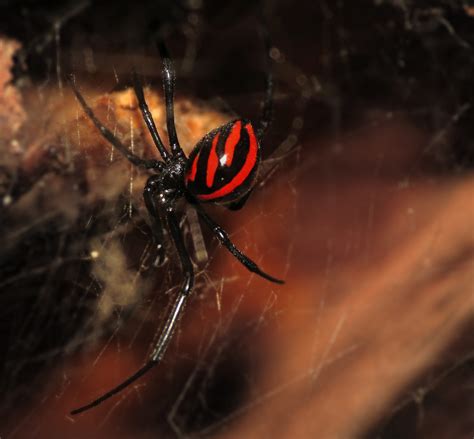 Las 5 arañas más peligrosas de España y cómo identificarlas