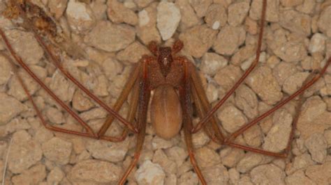 Las 5 arañas más venenosas de España y cómo identificarlas