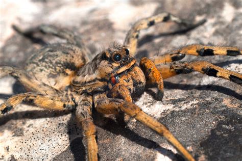 Las 5 arañas más venenosas de España y cómo identificarlas