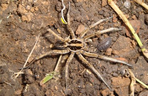 Las 5 arañas venenosas de Chile con foto – Especial ...