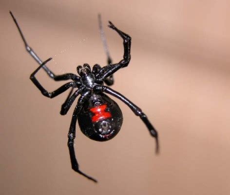 Las 5 arañas venenosas de España – Especial | Naturaleza ...