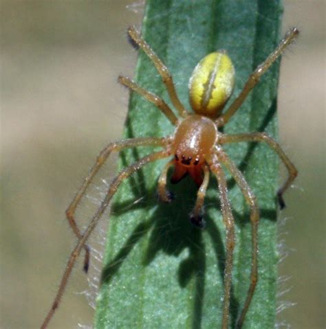 Las 5 arañas venenosas de España – Especial – Naturaleza ...