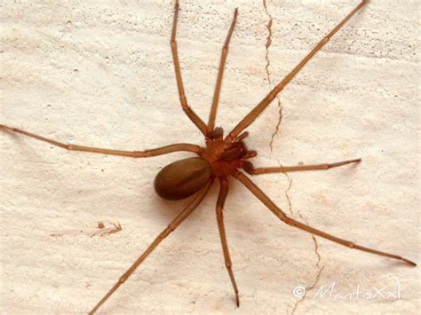 Las 5 arañas venenosas de España – Especial – Naturaleza ...