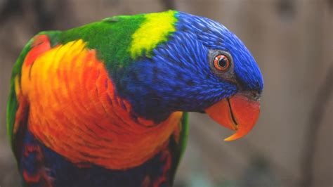Las 5 aves exóticas más llamativas del mundo