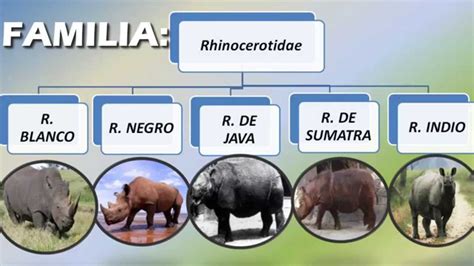 LAS 5 ESPECIES DE RINOCERONTES, CARACTERISTICAS ...