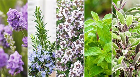 Las 5 mejores plantas aromáticas, en Tuinen.es