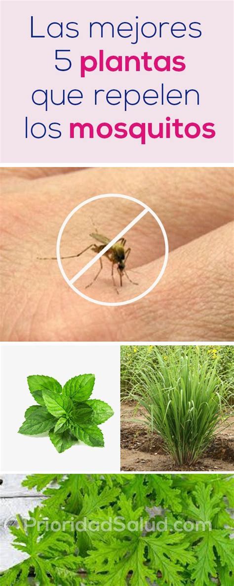 Las 5 mejores plantas repelentes de mosquito | Plantas ...