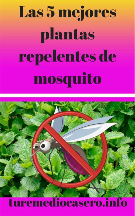 Las 5 mejores plantas repelentes de mosquito   Tus ...