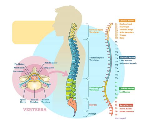 Las 5 partes de la columna vertebral  y sus funciones