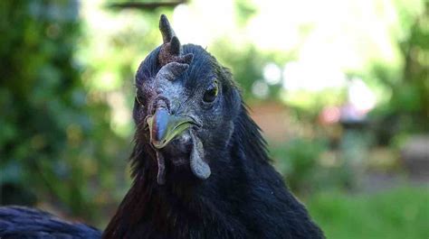 Las 5 razas de gallinas más populares en España | Fanmascotas