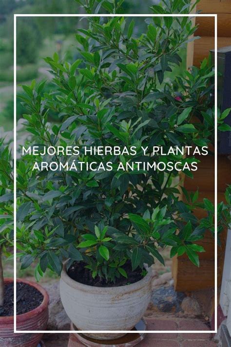 Las 6 mejores hierbas y plantas aromáticas antimoscas
