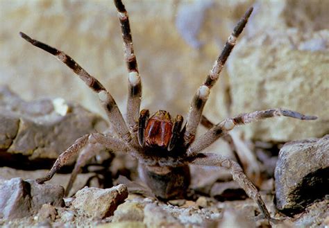 Las 7 arañas venenosas de Argentina con foto   Especial ...