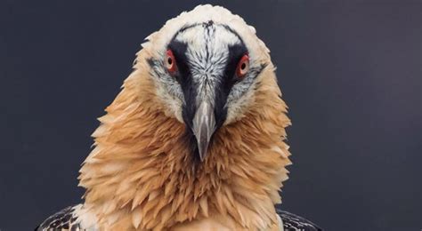 Las 7 aves de Aragón en peligro de extinción   Cima Norte