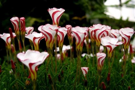 Las 7 flores más exóticas del mundo | Multimedia | teleSUR