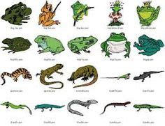 Las 7 mejores imágenes de anfibios dibujos | Anfibios ...