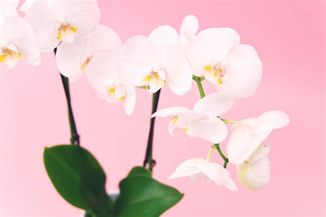 Las 7 plantas de interior con flor que darán vida a tu hogar | Housfy