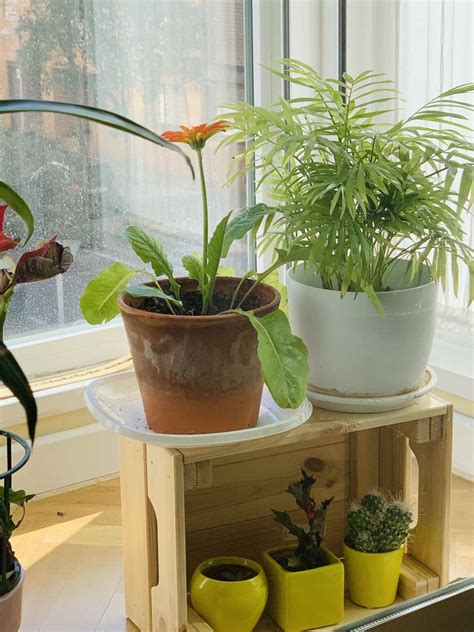 Las 8 plantas que debes tener en tu hogar | Yasmaribello