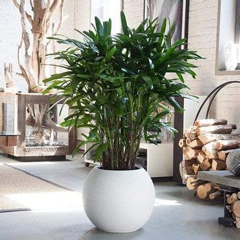 Las 9 mejores plantas para desintoxicar el aire de tu casa ...