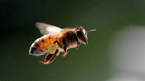 Las abejas se están extinguiendo   2000Agro Revista Industrial del Campo