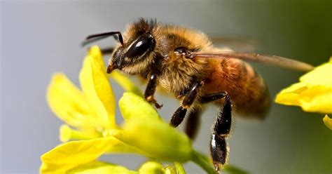 Las abejas son esenciales para el desarrollo sostenible de ...