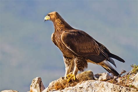 Las águilas reales crían por primera vez en cinco años en ...