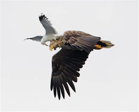 Las águilas sufren el “mobbing” de las gaviotas | La ...
