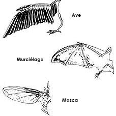 Las alas de un ave y un murciélago tienen origen común, las del insecto ...