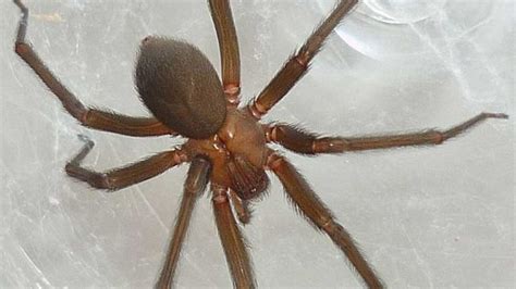 Las arañas caseras que pueden matarte | EL DEBATE