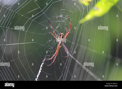 Las arañas hacen nidos Fotografía de stock   Alamy