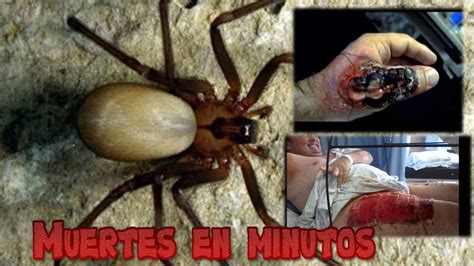 Las Arañas mas letales y mortales del mundo top 10 by ...