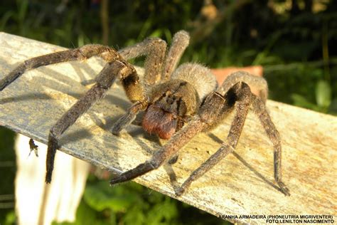 Las arañas más peligrosas en la huerta   La Huertina De Toni