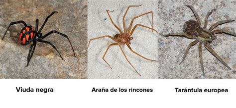 Las arañas más peligrosas para los niños en España