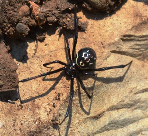 Las arañas más venenosas del mundo. Conocelas ~ Los ...