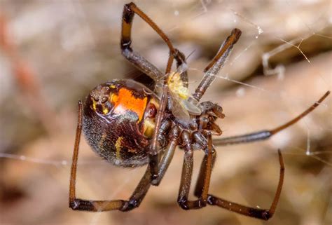 Las arañas más venenosas del mundo