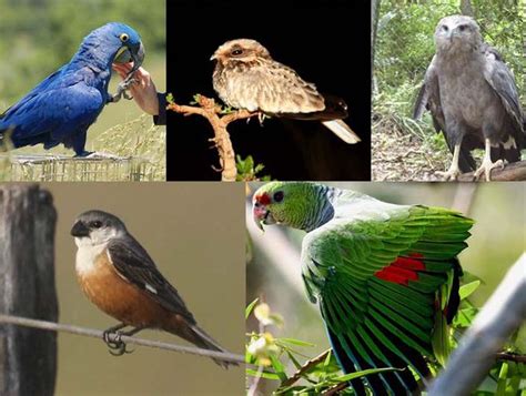 Las aves amenazadas que habitan Paraguay   Nacionales   ABC Color