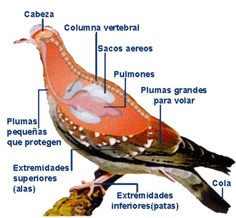 Las aves. Animales vertebrados.